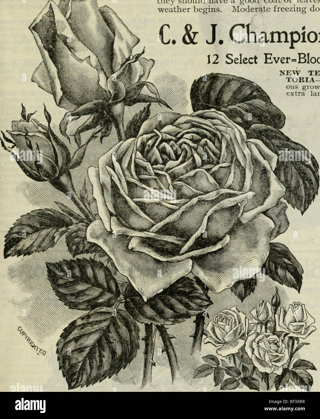 Neue Florale Guide 1900 Baumschulen Pennsylvania West Grove