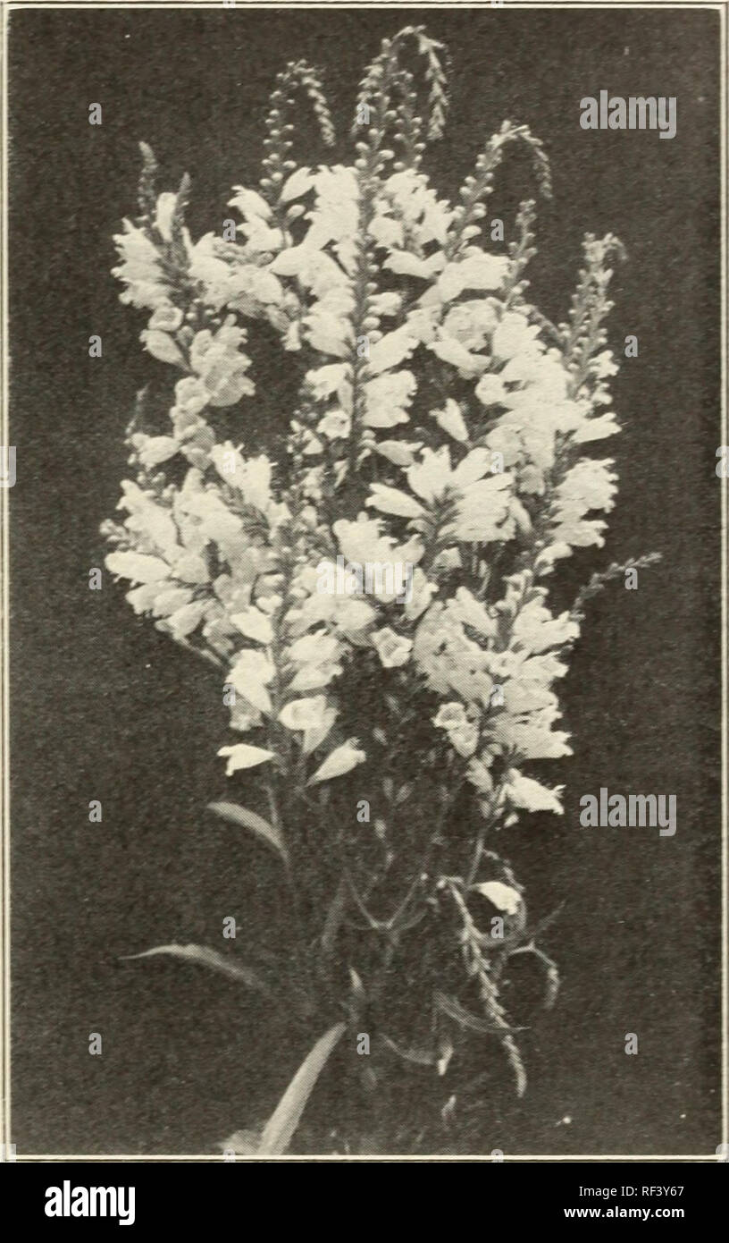 Katalog Der Stauden Straucher Kletterpflanzen Rosen Heckenpflanzen Immergrune Baume Kleine Obst Und Garten Wurzeln Mit Abbildungen Und Kommentare Nein 1 Baume Kataloge Blumen Pflanzen Kataloge Kataloge Gartenbau Stauden Kataloge Kataloge