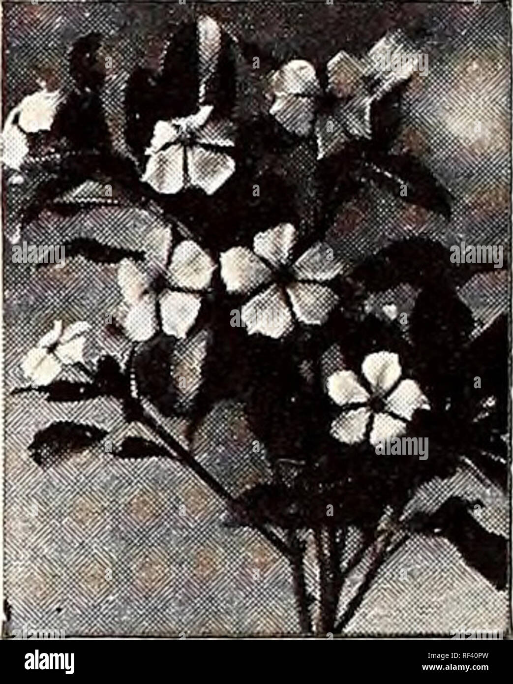 . Katalog 1946: Magnolia Samen sind gut Samen.. Samen Kataloge Kataloge; Gemüse; Blumen; Pflanzen Kataloge Kataloge; Gartengeräte und Zubehör Kataloge. ZINNIA - DAHLIA GEBLÜHT (2y2 ft.) - Blüten sind 2 bis 4 Zoll über und werden besonders gerne für Ihre etwas Hol-folgten Blütenblätter, die Lose platziert sind.. Vinca Rosea rLw Tithonia Speciosa ZIN NI A-LILLIPUT (12 in.) (Siehe Rückseite Abbildung.) - Produziert eine Fülle von Blumen ca. 1 in. Durchmesser, sehr beliebt für Blumensträuße. Lachs JUWEL JUWEL GOLDEM ROSEBUD WHITE GEM KANARISCHEN KLEINOD SCARLET EDELSTEIN PURPLE gem Pkt. 10 c Stockfoto