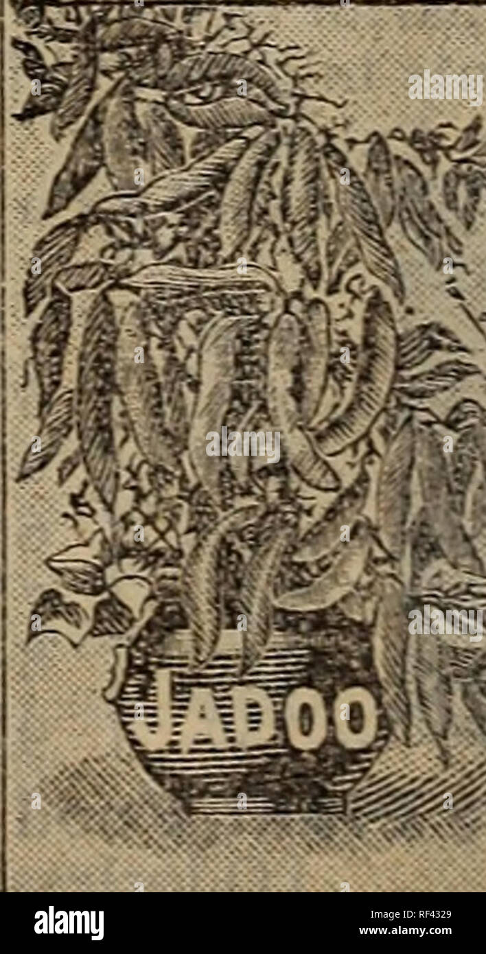 . Almanach und Garten Handbuch für die südlichen Staaten der J. Steckler Seed Co., Ltd.. Baumschulen Louisiana New Orleans Kataloge; Gemüse; Blumen Samen Samen Kataloge Kataloge; Gräser, Samen Kataloge; Obst Kataloge. JADOO FASER. Die Neue VERGUSSMATERIAL. Jede Art von Pflanze gedeiht ohne Erde. Hervorragend für die Sämlinge angepasst. Markante Cut-tings, und allgemeine Wintergarten und Rahmen. Erhöht die Größe der Blumen, gibt Stoff und dauerhafte Qual-, versichert die Leuchtkraft und Intensität der Farbe. Speziell für Blumenampeln geeignet, Wegen seiner Leichtigkeit -; n Stockfoto