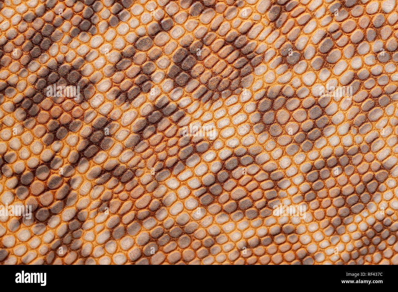 Geprägtes Leder, Muster von Leopard close-up, Textur und natürlichen Hintergrund, Mode Trend der Dschungel Stockfoto