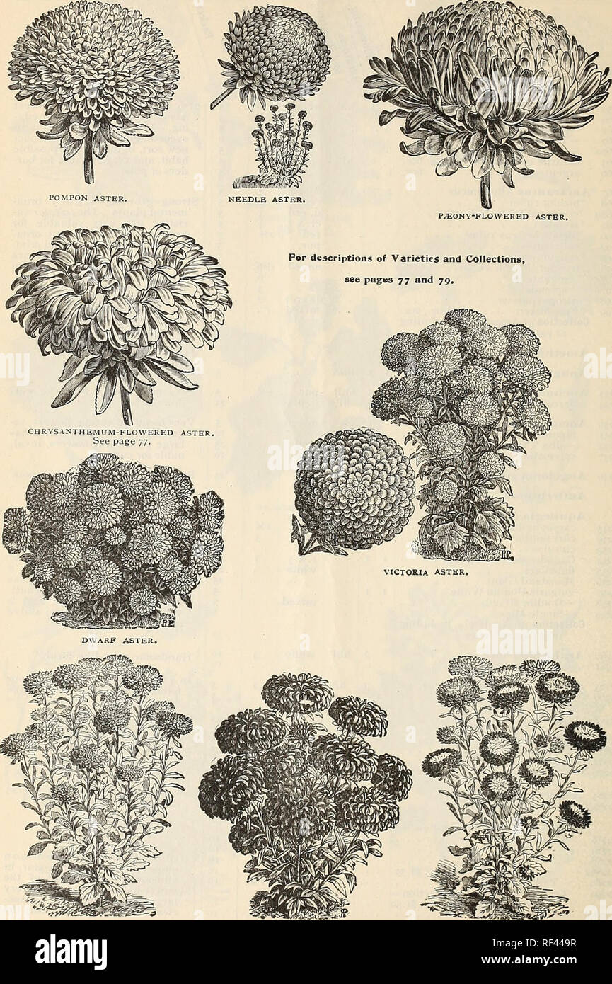 . Jährliche Katalog [der] hochwertige Samen. Baumschulen New York State Kataloge; Baumschulen Gartenbau New York State Kataloge; Baum-sämlingen Preise; Samen Preise; Gemüse Samen Preise; Lampen; Blumen Samen Pflanzen Kataloge Kataloge; Baumschule Aktienkurse New York State New York; Baumschulen; Gärtnereien (Gartenbau); Blumen; Glühlampen (Pflanzen); Gemüse; Bäume. 78 J. M. Thorburn &Amp; Co., 15 John Street, New York. IMBRICATED POMPON ASTER. COMET ASTER. Krone ASTER.. Bitte beachten Sie, dass diese Bilder sind von der gescannten Seite Bilder, die digital für die Lesbarkeit erhöht worden sein können extrahiert-c Stockfoto
