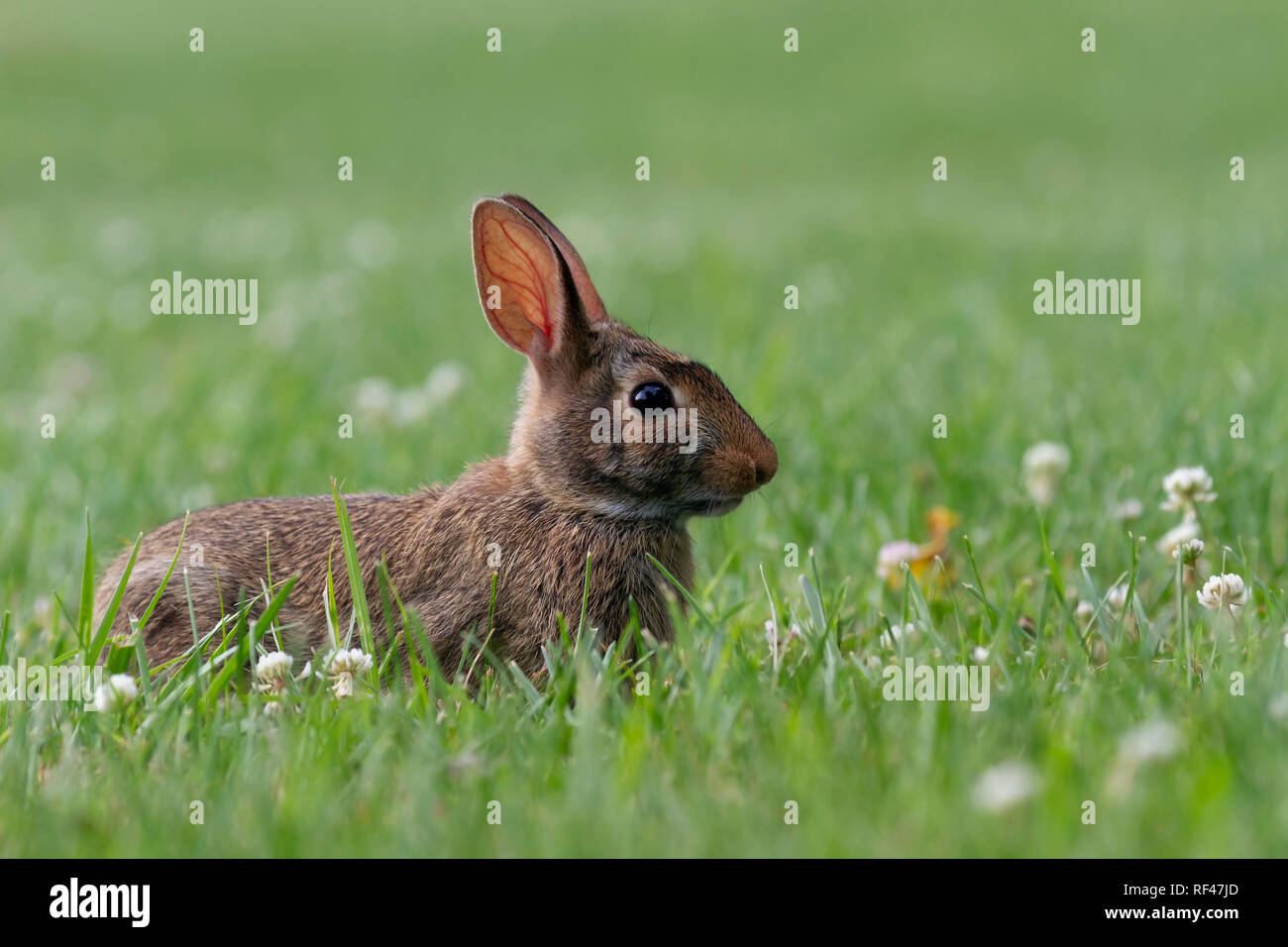 Einem jungen Kaninchen beobachten, um es für alle Anzeichen von Gefahr. Stockfoto