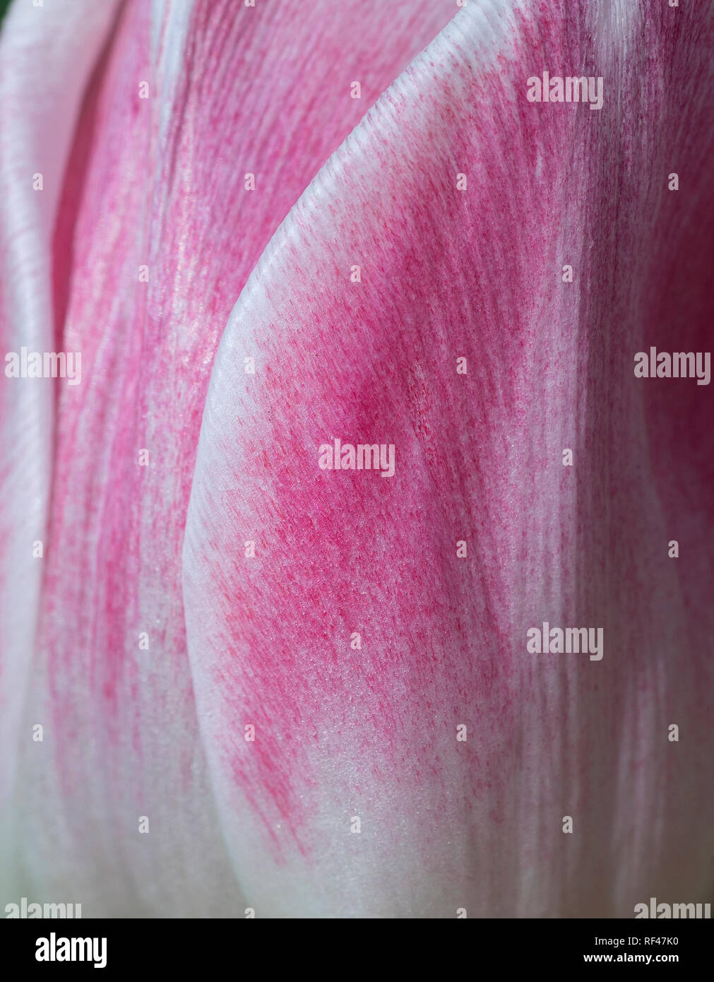 Ein Makro Nahaufnahme von einem hellen flower Pedals. Stockfoto
