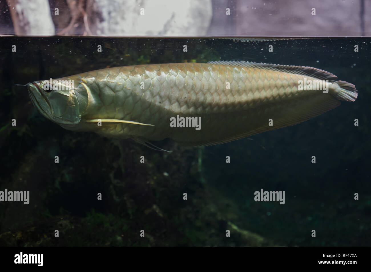 Silber arowana (Osteoglossum bicirrhosum). Süßwasserfische. Stockfoto