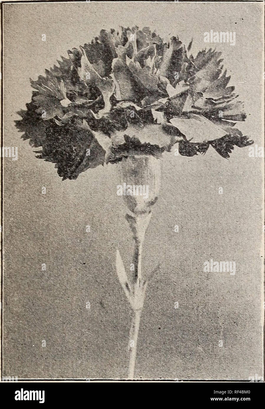 . Blumen Angebote Frühjahr 1902: jährlich netto Preis-liste. Baumschulen Ohio Dayton Kataloge; Rosen Kataloge; Blumen Samen Kataloge; Pflanzen, Zierpflanzen Kataloge. Die nationalen WERK FIRMA, Dayton, Ohio. 9 WAHL, Nelken, starken jungen Pflanzen, jeweils 7 Cent; J 7 für $ 1,00. Ethel Crocker - Schöne rosa Blüten von extra Größe. Eine der schönsten Nelken noch gewachsen. Der Marquis - ein zartes rosa Farbe, feine gebildet Blume mit Fransen. Elegante Laub und Duft. Flora Hill - Duftendes, herrliche weiße. Extra große Blüten auf starken, langen Stielen. Wm. Scott - Schön tief Rosa. Splendi Stockfoto