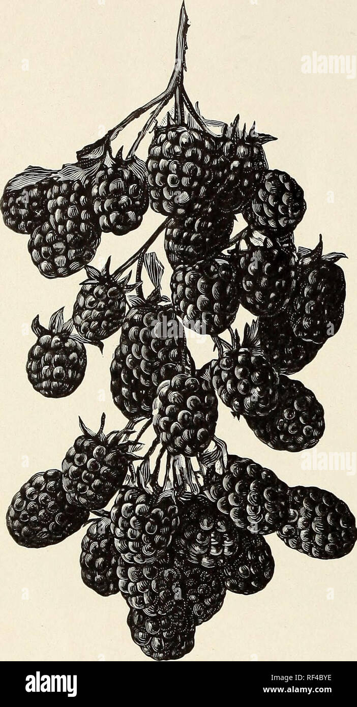 Katalog Der Besten Und Grossten Beeren Pflanzen Und Weinreben