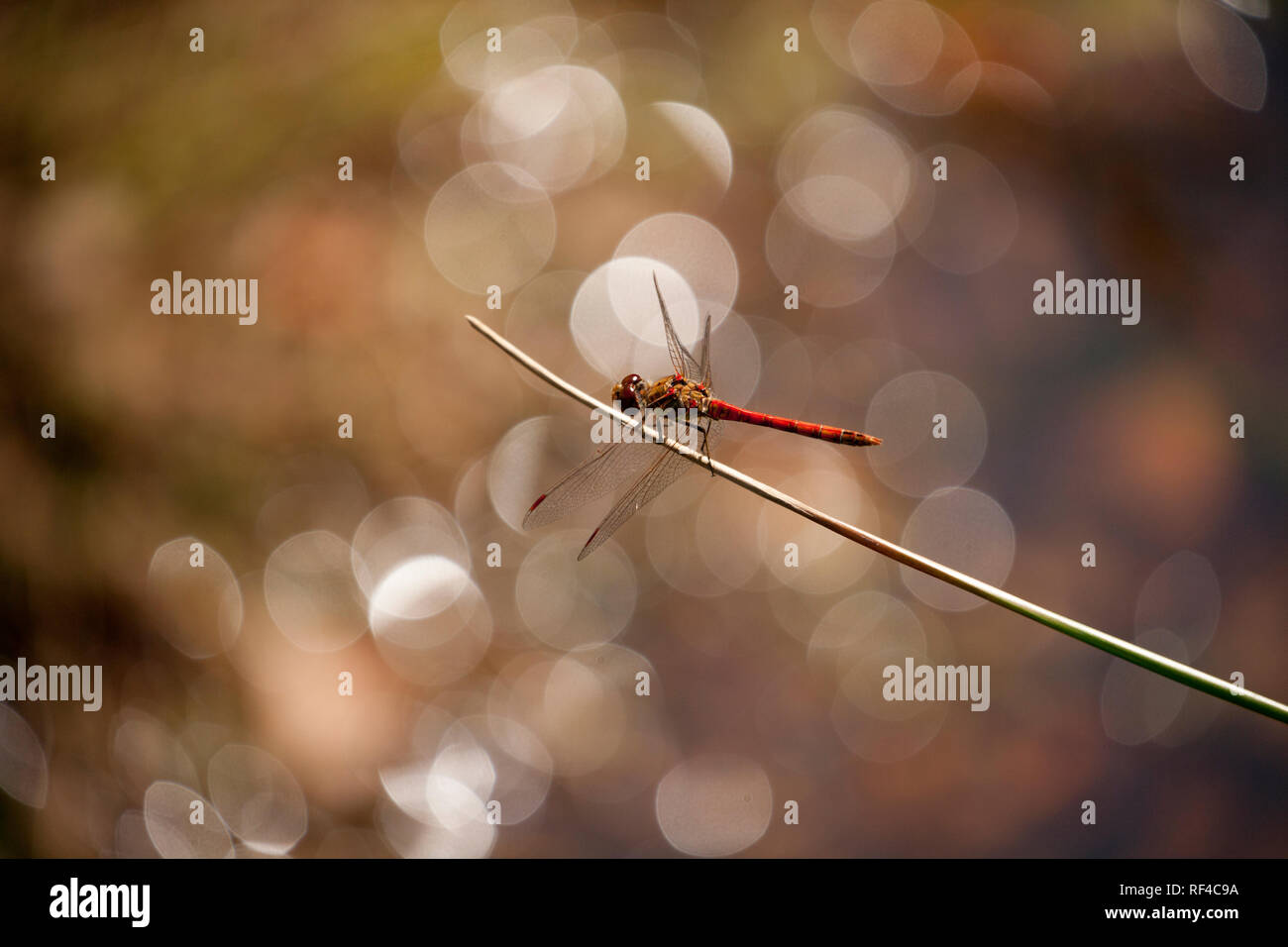 Ein einzelner Mann gemeinsame Darter libelle, Sympetrum striolatum, über einen Stream im New Forest Hampshire England UK GB gehockt Stockfoto