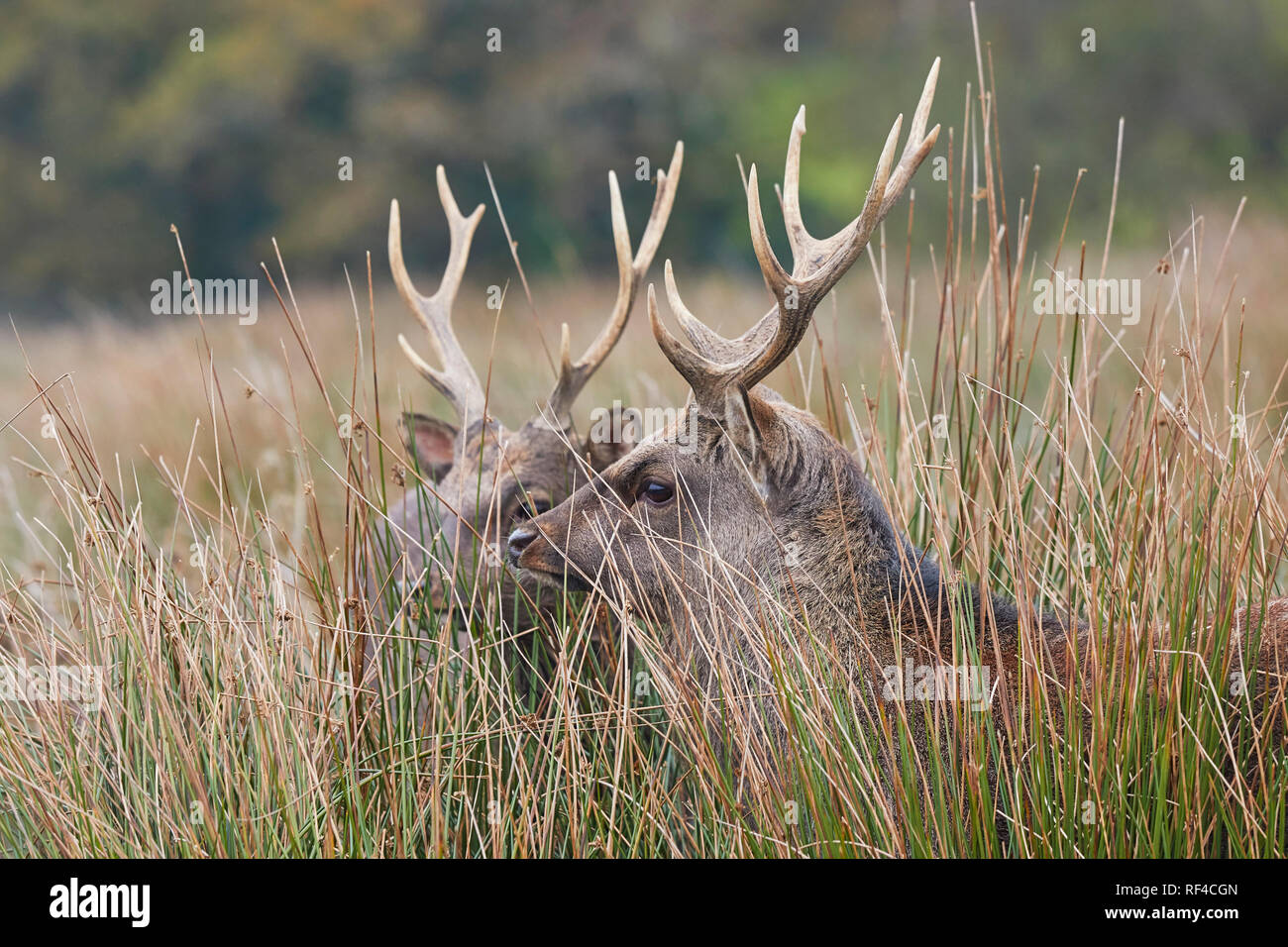 Sika Hirsch (Cervus Nippon) in der Landschaft von Devon, im Südwesten von England. Der Sika ist in Japan, sondern können jetzt in Großbritannien gefunden werden. Stockfoto