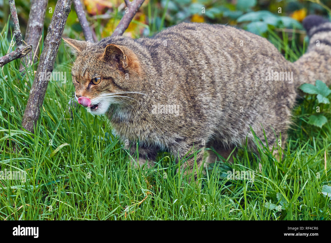 Porträt eines Schottischen Wildkatze, Felis silvestris Silvestris, bei einer Zucht in Gefangenschaft zentriert auf den Schutz dieser gefährdeten Arten vom Aussterben ausgerichtet Stockfoto