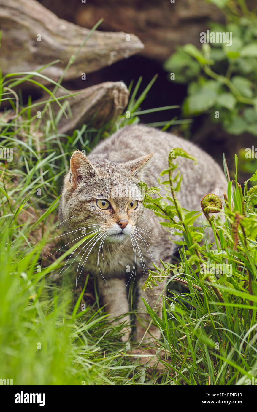 Porträt eines Schottischen Wildkatze, Felis silvestris Silvestris, bei einer Zucht in Gefangenschaft zentriert auf den Schutz dieser gefährdeten Arten vom Aussterben ausgerichtet Stockfoto