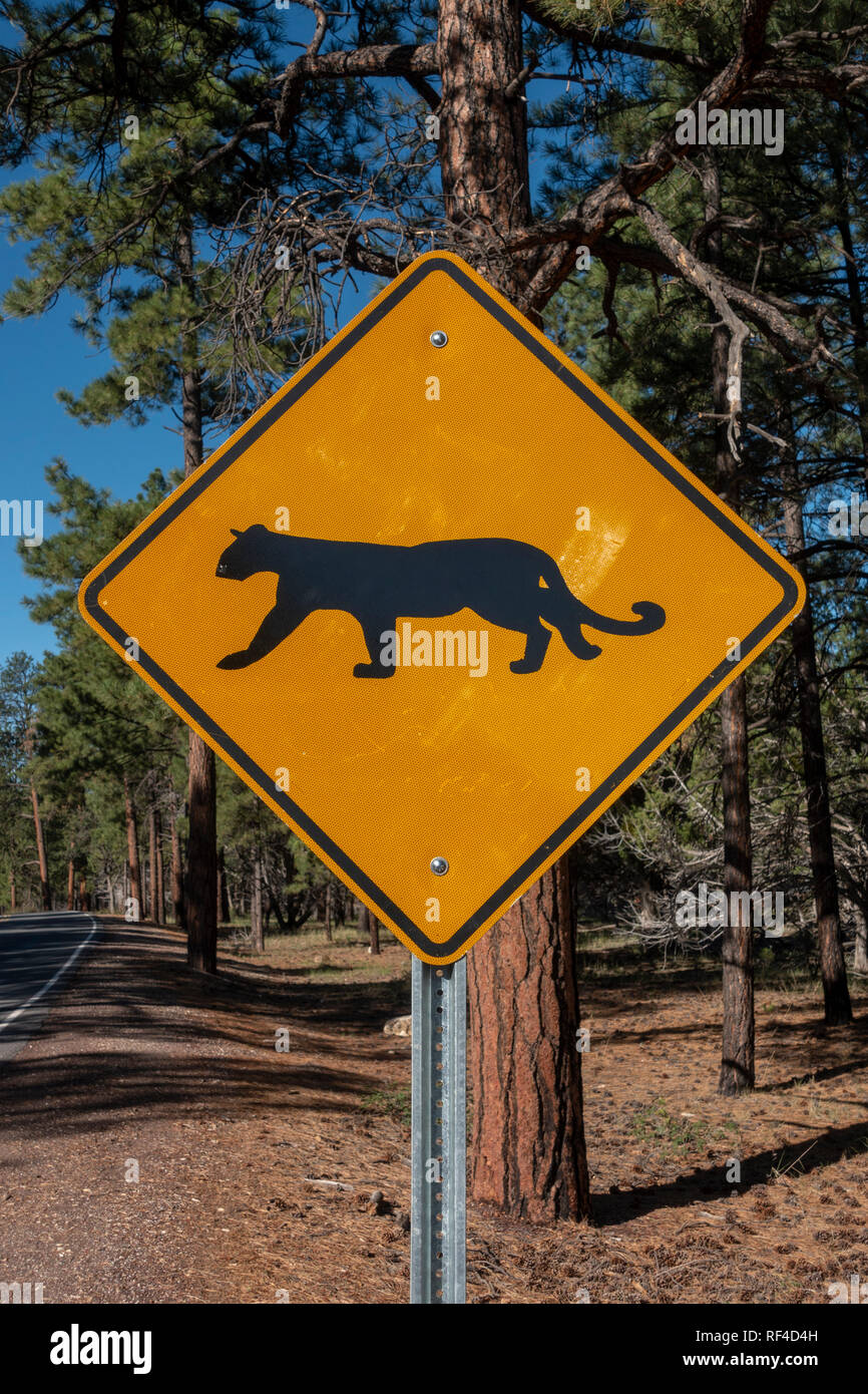 Ein "Cougar Kreuzung 'abnehmenden Schild auf Desert View Drive am South Rim, Grand Canyon National Park, Arizona, USA. Stockfoto