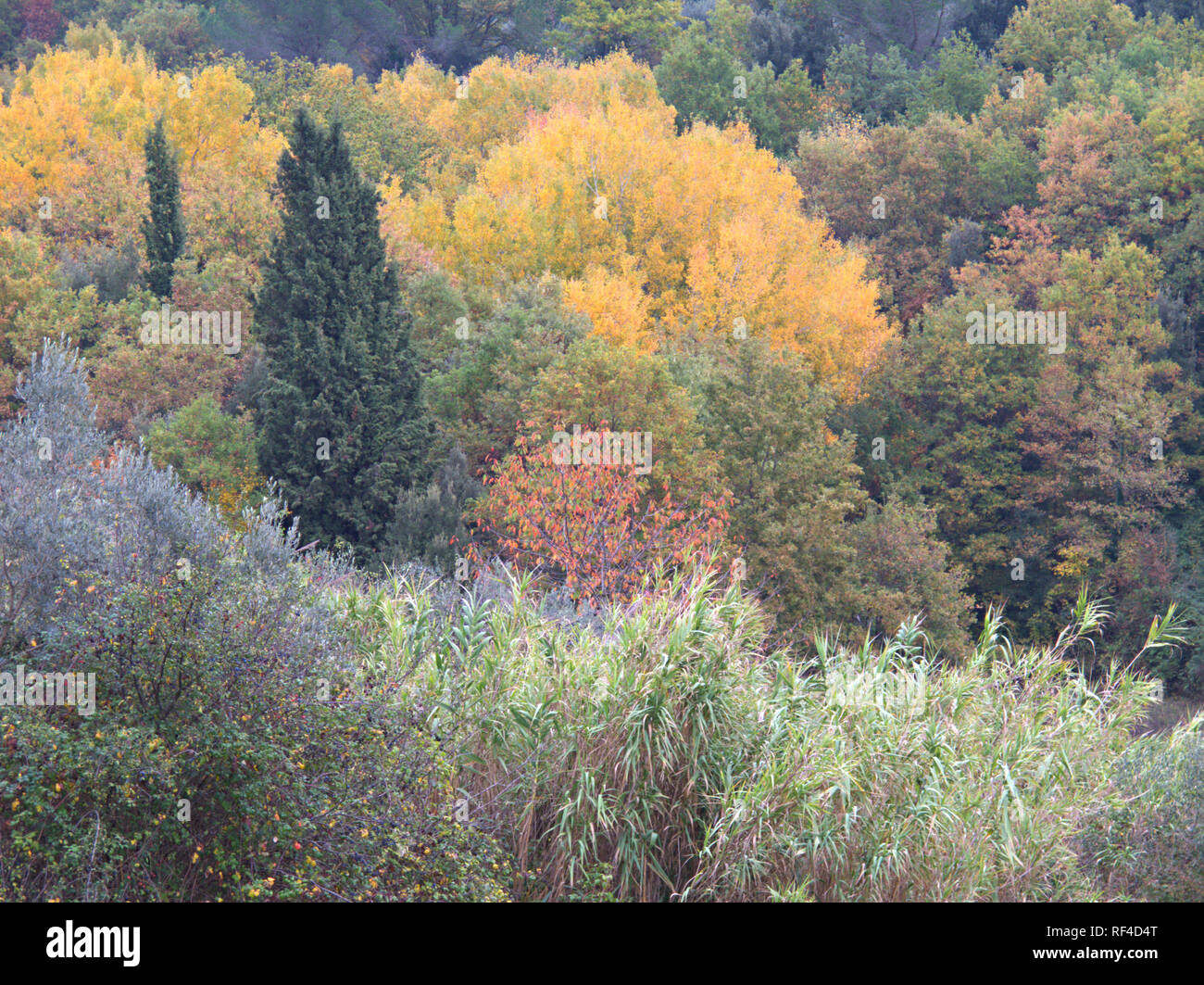 Blätter im Herbst, Toskana, Italien, Europa Stockfoto