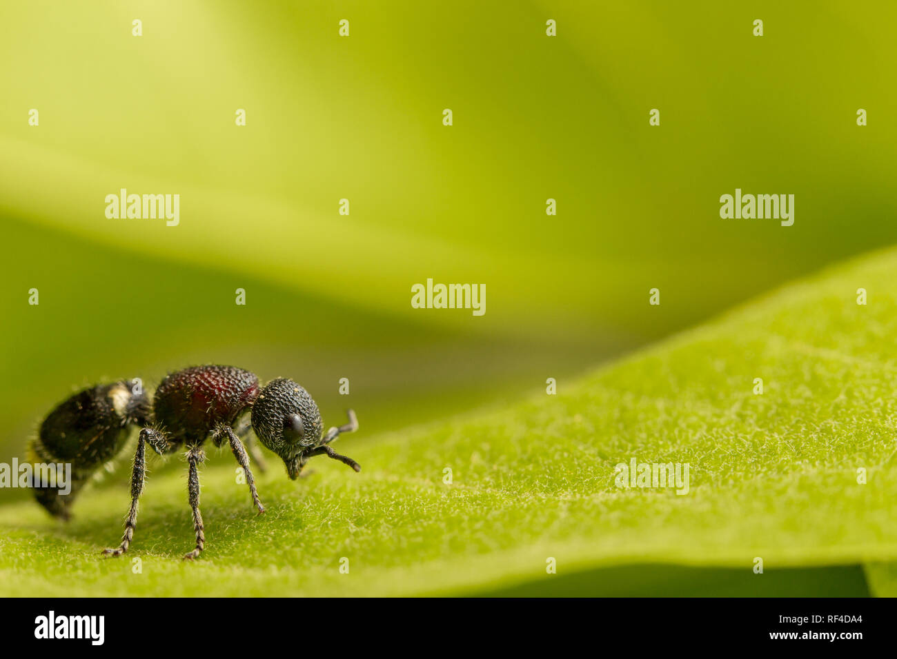 Die Suche nach einem Velvet ant, eigentlich eine flugunfähige Wasp, Mutilla sp., gilt als Glücksbringer in Malawi, wo Sie in der traditionellen Medizin verwendet werden. Stockfoto