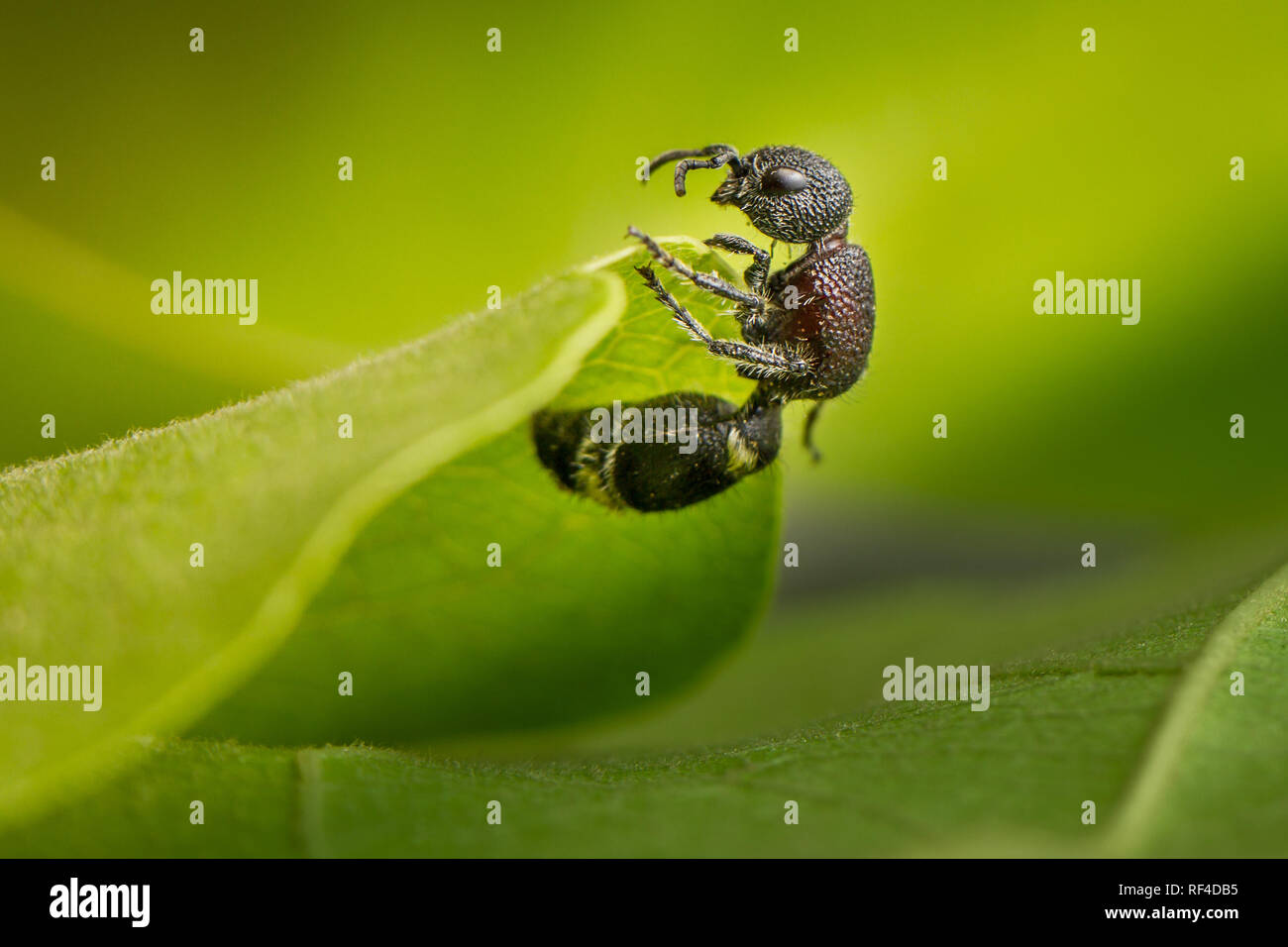 Die Suche nach einem Velvet ant, eigentlich eine flugunfähige Wasp, Mutilla sp., gilt als Glücksbringer in Malawi, wo Sie in der traditionellen Medizin verwendet werden. Stockfoto