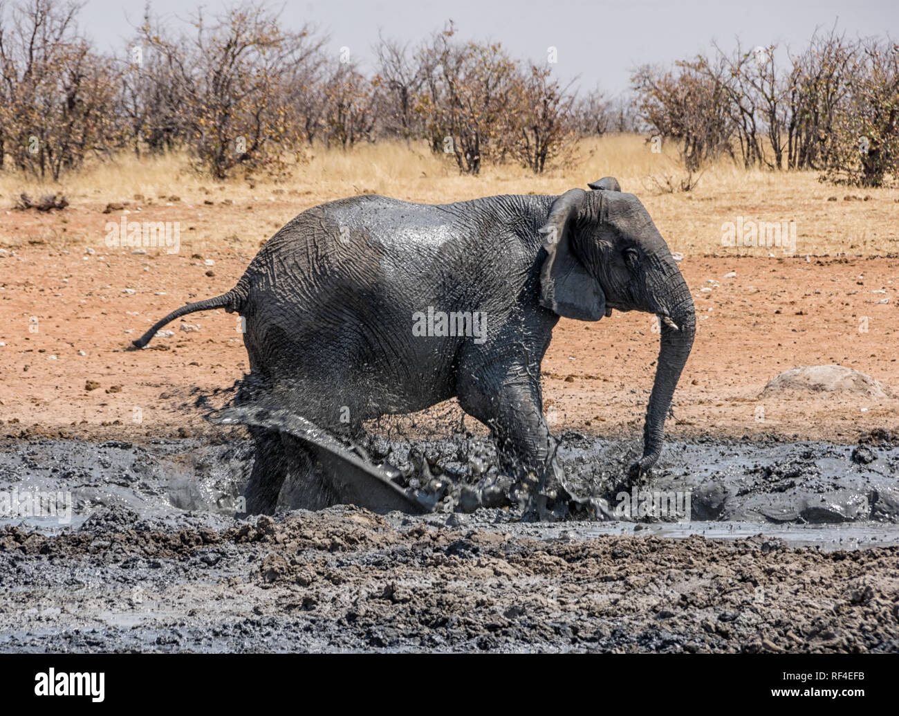 Elefanten lieben einen guten Schlammbad und dieses in Namibia ist keine Ausnahme Stockfoto