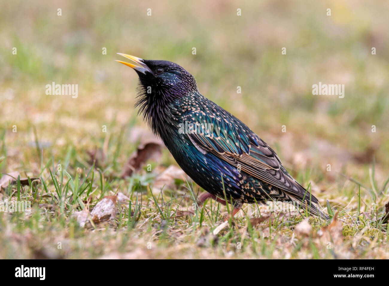 Common starling im Feld im Frühjahr in Stockholm. Stockfoto