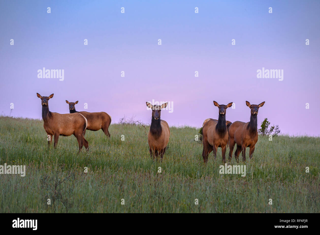 Roosevelt elk in Prairie am kahlen Hügel Straße, Redwoods National- und Staatsparks, Kalifornien. Stockfoto
