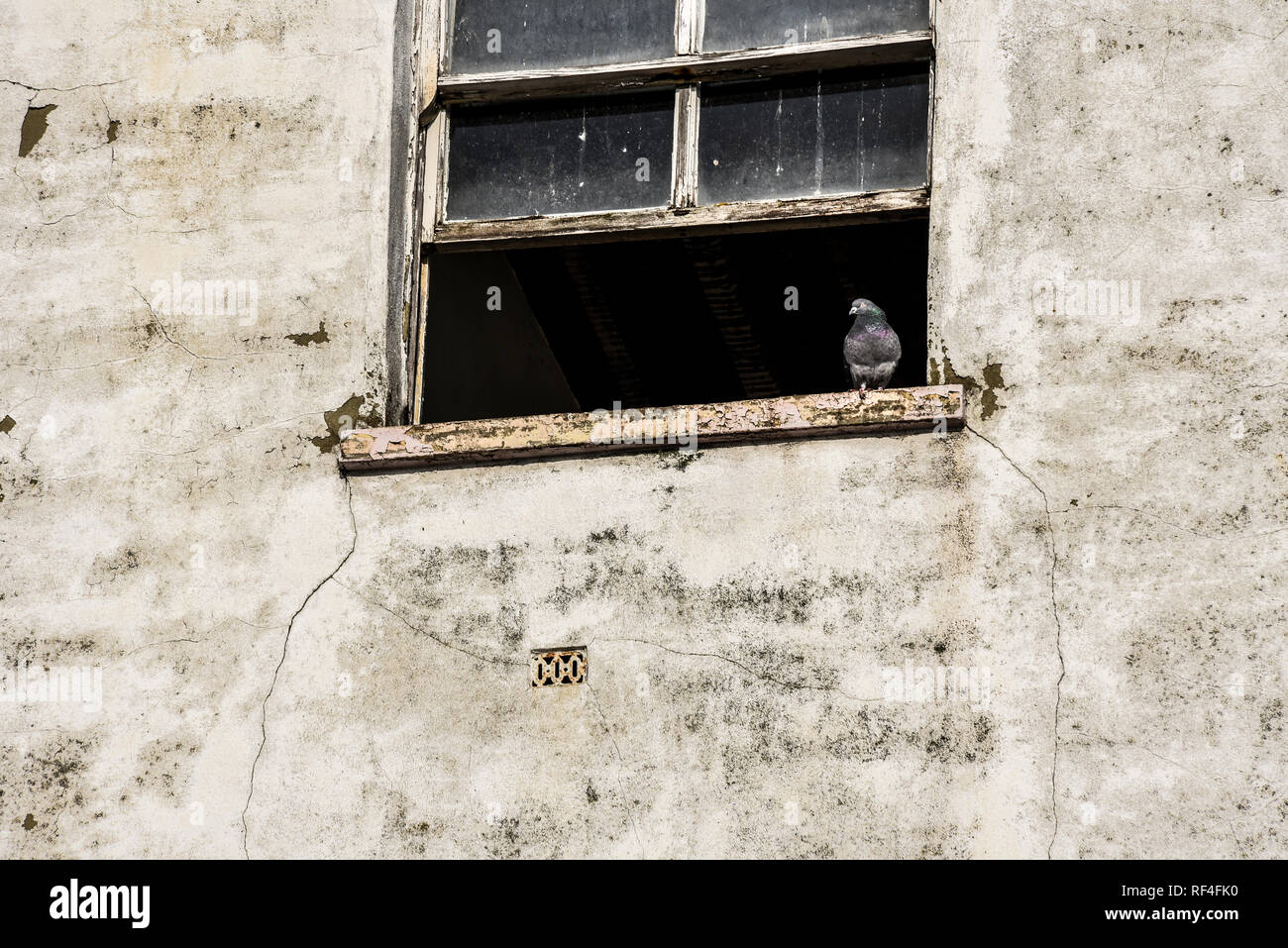 Verfallenes Gebäude mit einer einzigen Taube auf einer Fensterbank mit offenem Fensterrahmen. Abblätternder Lack. Georgian Royal Terrace. Urbane Szene, Essex, Großbritannien Stockfoto