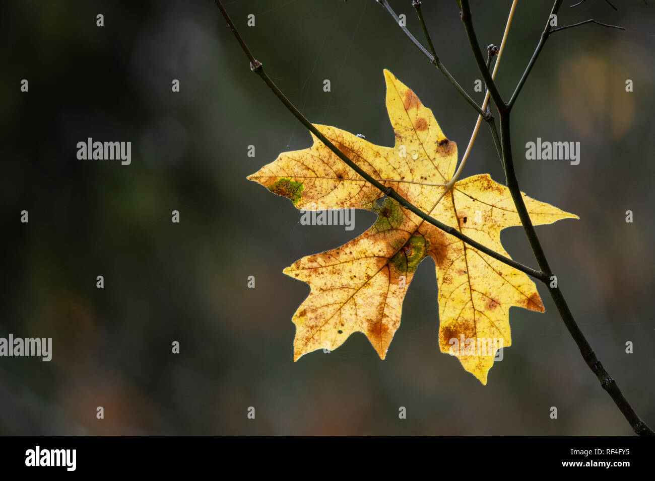 Bigleaf Maple Tree Blatt im Herbst; Silver Falls State Park, Oregon. Stockfoto