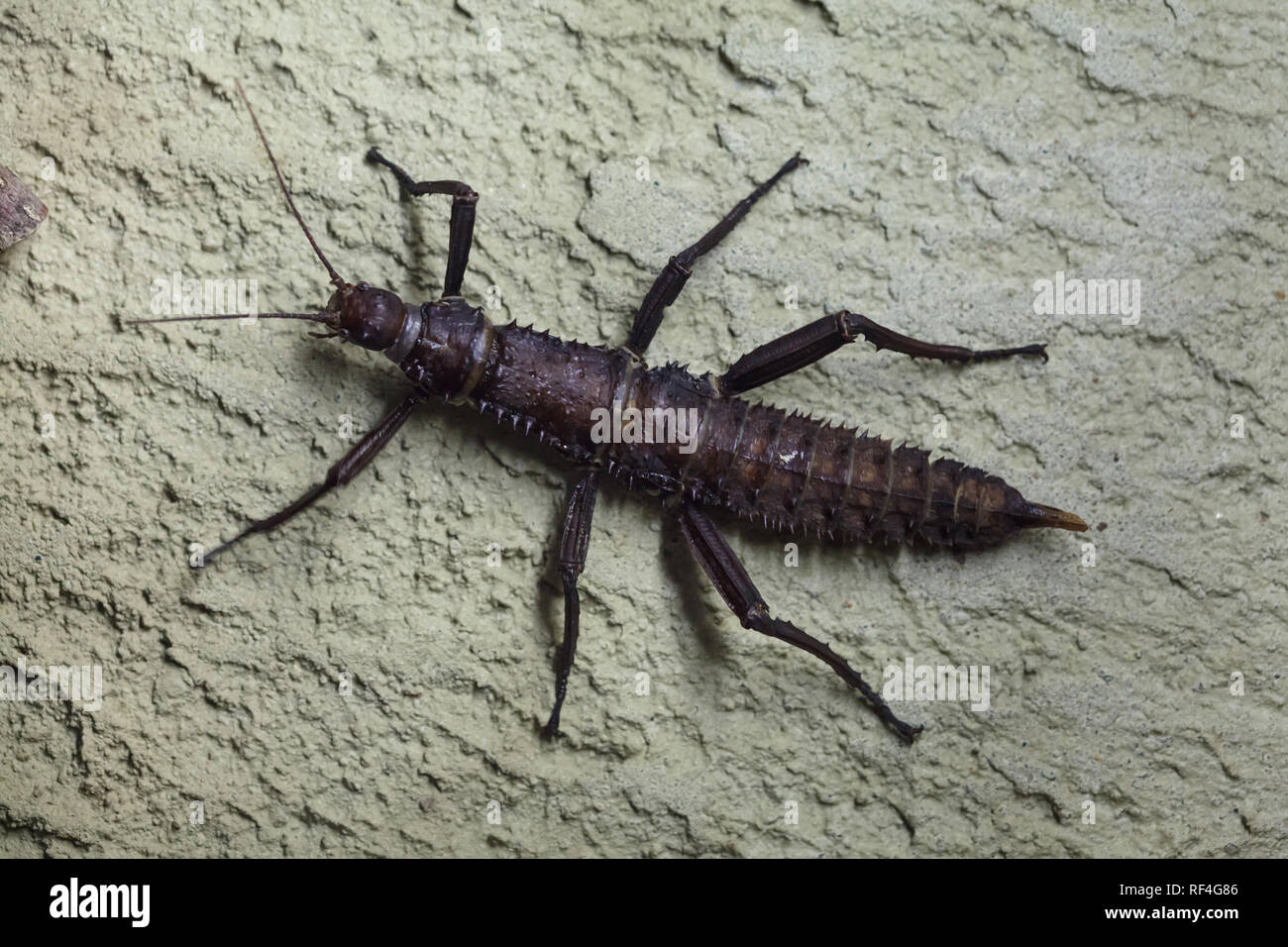 Thorny Devil Stick Insect (Eurycantha calcarata), auch bekannt als die Giant spiny Stick Insect. Stockfoto