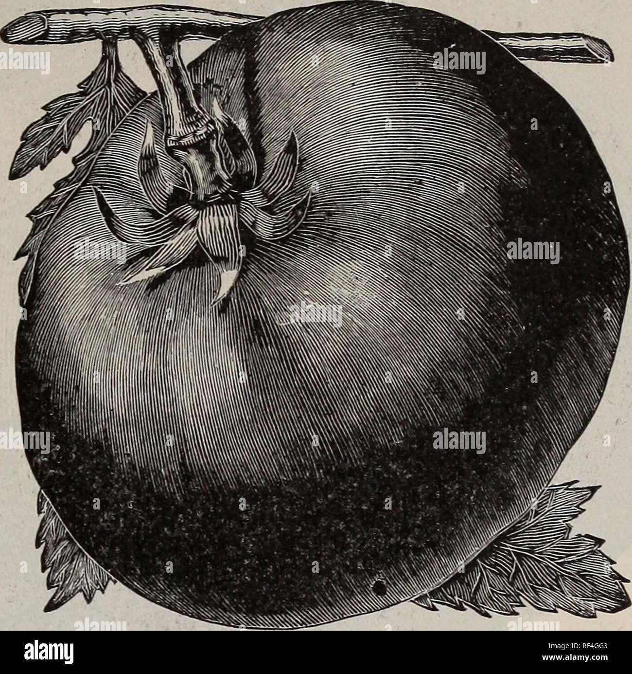 . Frühjahr 1902. Baumschulen Ohio Painesville Kataloge; Gemüse Samen Kataloge Kataloge; Lampen; Blumen (Pflanzen) Kataloge; Pflanzen, Zierpflanzen, Obst Kataloge Kataloge; Bäume Sämlinge Kataloge. Gemüsesaatgut. 27 ssex Hybrid - ein Kreuz zwischen den Hubbard und den Turban. Es ist feinkörnig, Reich gewürzt, und wird bis zum nächsten Juni halten. Pkt. 5 C., oz. 10 c, yAb. 25 c, lb. 75 C. Faxon - In Farbe diese Vielfalt ist einzigartig. Wenn reif~ einige blass sind gelb mit blasser gelber Streifen in Mulden; andere Grün gesprenkelt sind. Das Fleisch ist tief orange gelb; es ist süß und trocken, und nichts übertrifft es Stockfoto