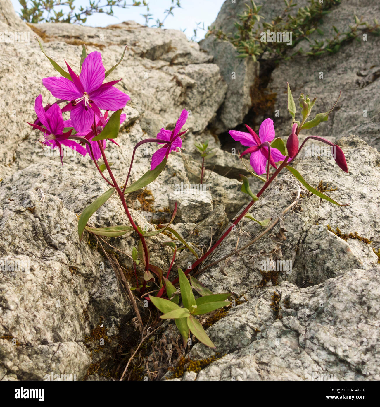 Einheimische pflanzen von Stockfotos und bilder Kaufen Alamy