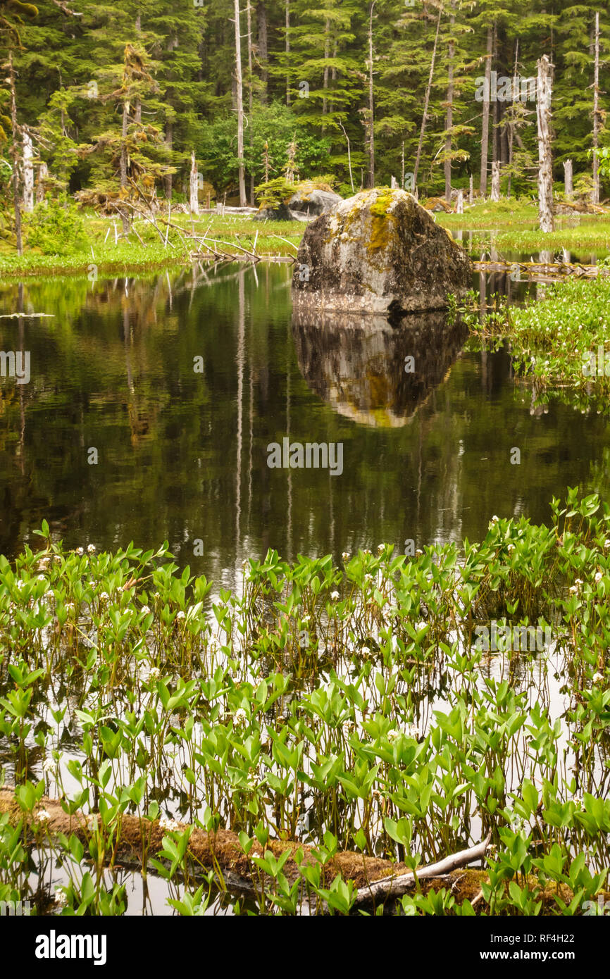 Feuchtgebiet Pflanzen und eine eiszeitliche Findling im Blackwater Teich, Bartlett Cove, Glacier Bay National Park, Alaska. Tannenwald und muskeg Lebensraum. Stockfoto