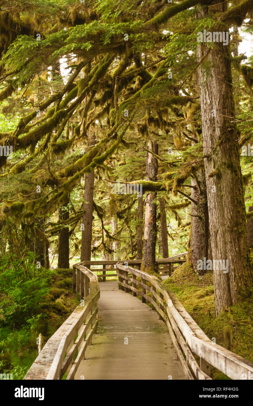 Eine Promenade, die durch die Bäume auf den Wald Loop Trail in der Nähe von Bartlett Cove, Glacier Bay National Park, Alaska ist zugänglich für Behinderte. Stockfoto
