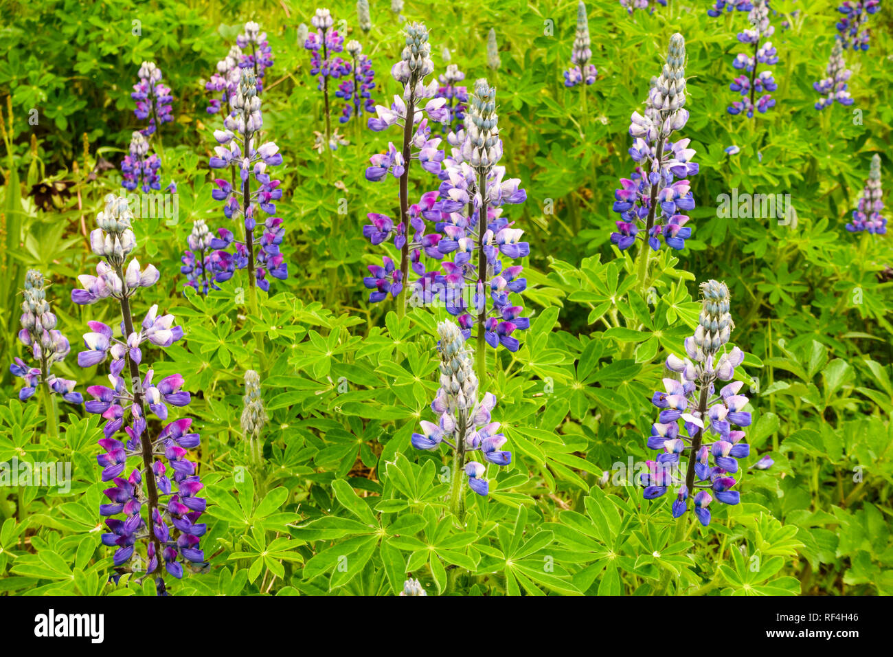 Heimische pflanzen Fotos und Bildmaterial in hoher Auflösung Alamy