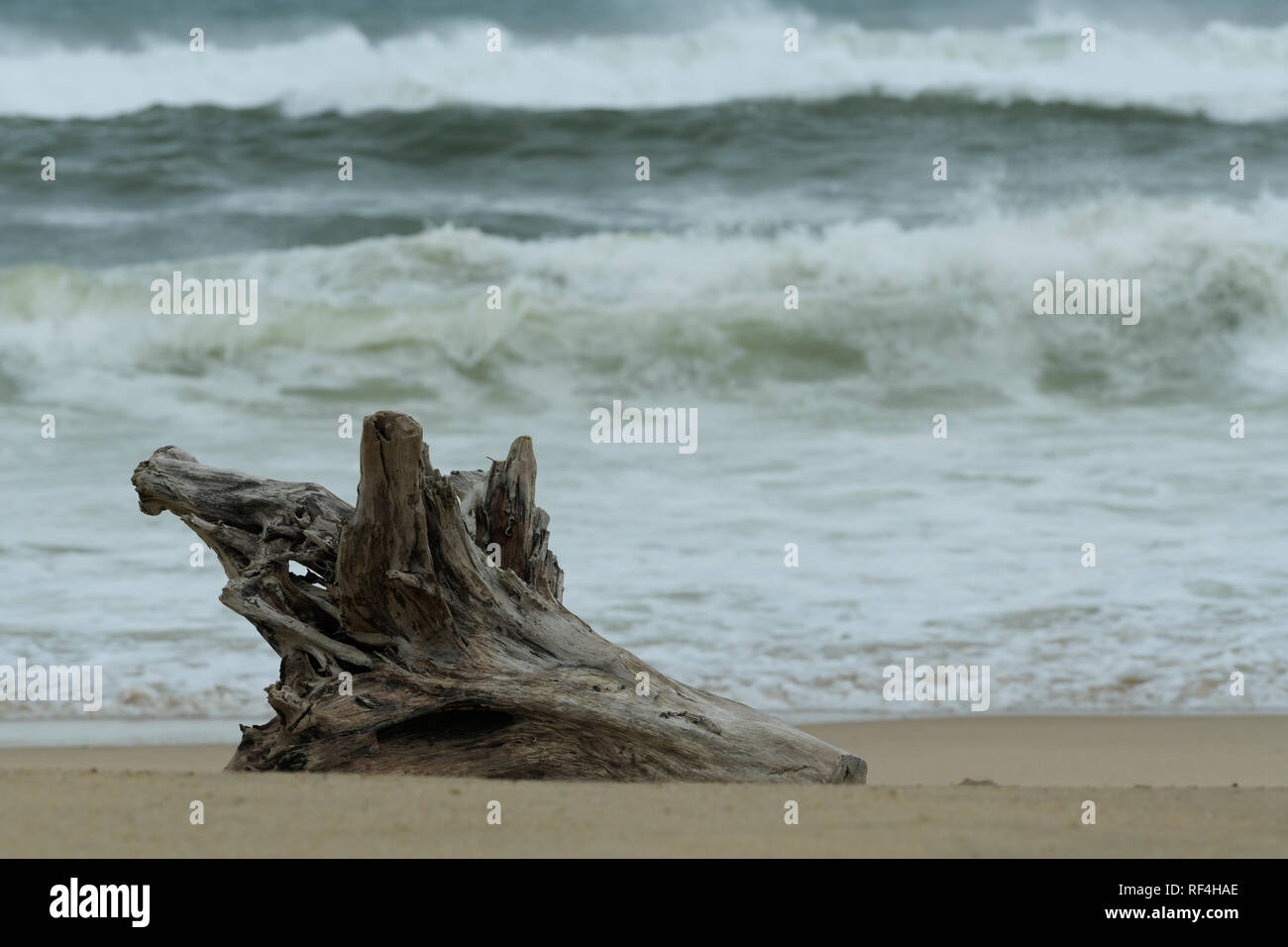 Durban, KwaZulu-Natal, Südafrika, Objekt, verwitterter Baumstrunk gewaschen oben am Strand, Seascape, Walzen, Surf, Ablagerungen Stockfoto