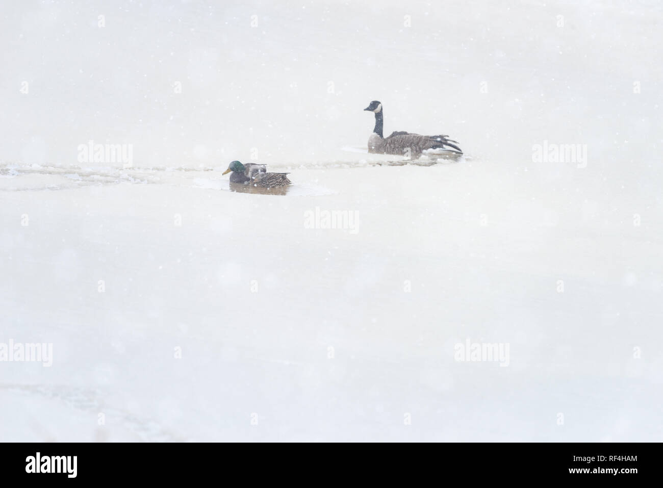Eine männliche und weibliche Stockente zusammen mit einer kanadischen Gänse schwimmen in einem sehr kleinen Tasche Wasser auf einem zugefrorenen See während eines Schneefalls Stockfoto