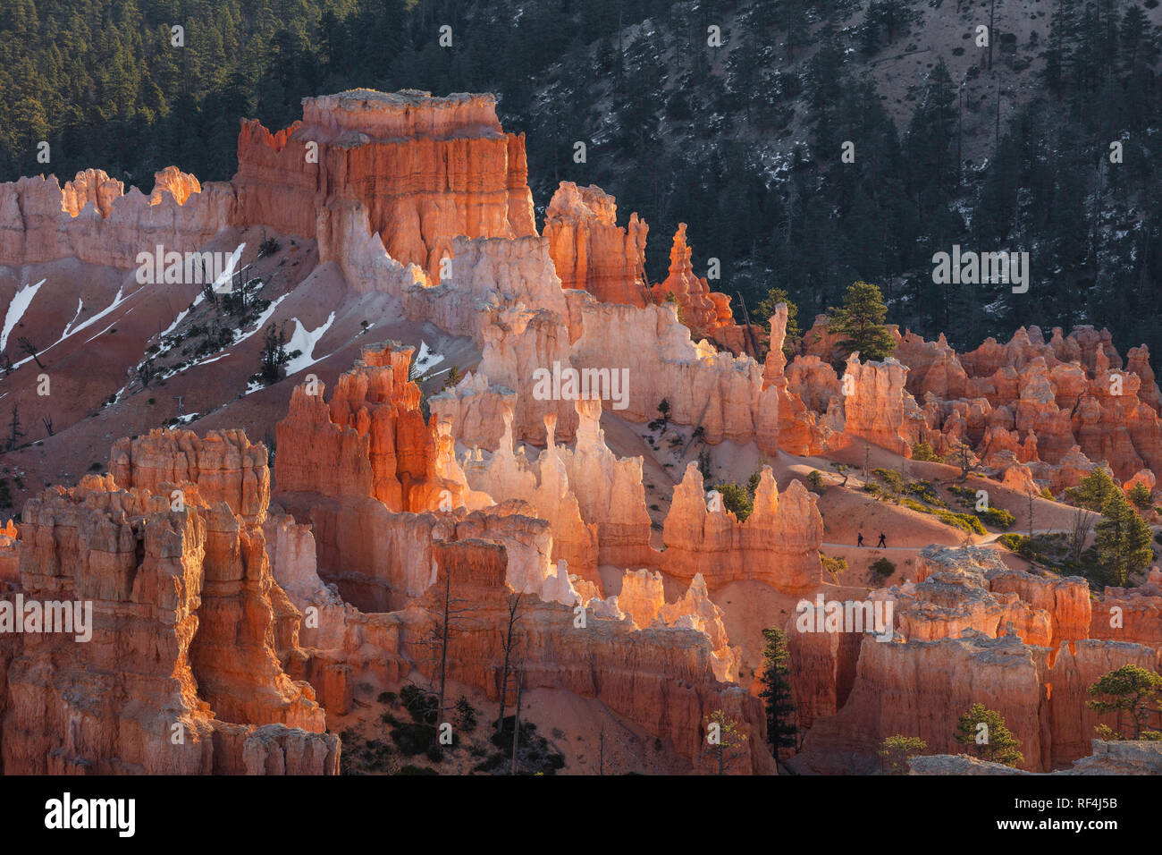 Morgen Licht auf die Hoodoos, Bryce Canyon National Park, Utah Stockfoto