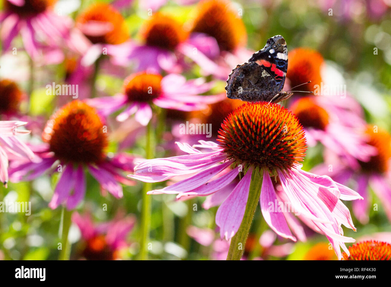 Bild von einem Schmetterling auf einer Blume in einer bunten Wiese Stockfoto