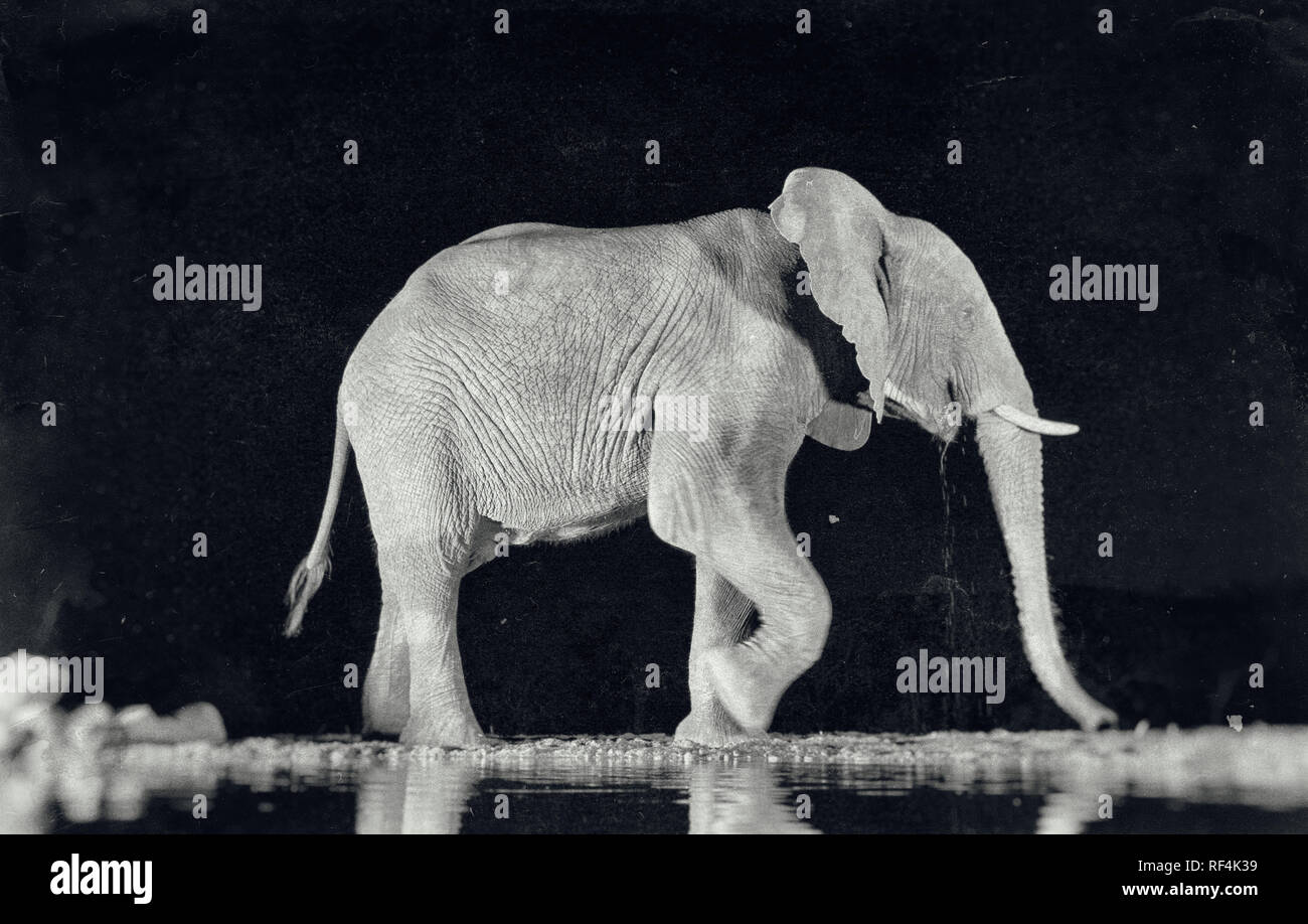 Bild eines Elefanten fotografiert in der Nacht in der Nähe von eine Pfütze von Wasser. Das Foto wurde ausgearbeitet, um es mit der ersten Filme scheinen Stockfoto