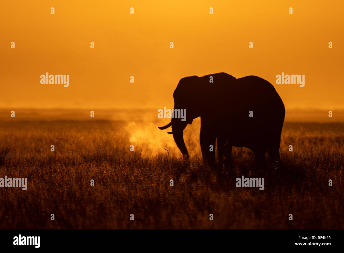 Die mächtige Welt von Elefanten! Stockfoto