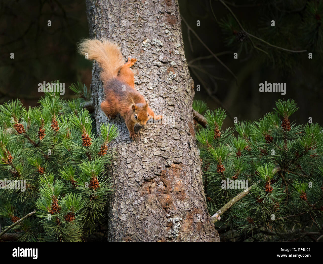 Gefährdete rote Eichhörnchen jagte auf einen Baum von einem anderen Eichhörnchen, stoppt dann und hängt mit der Oberseite nach unten beobachten Stockfoto