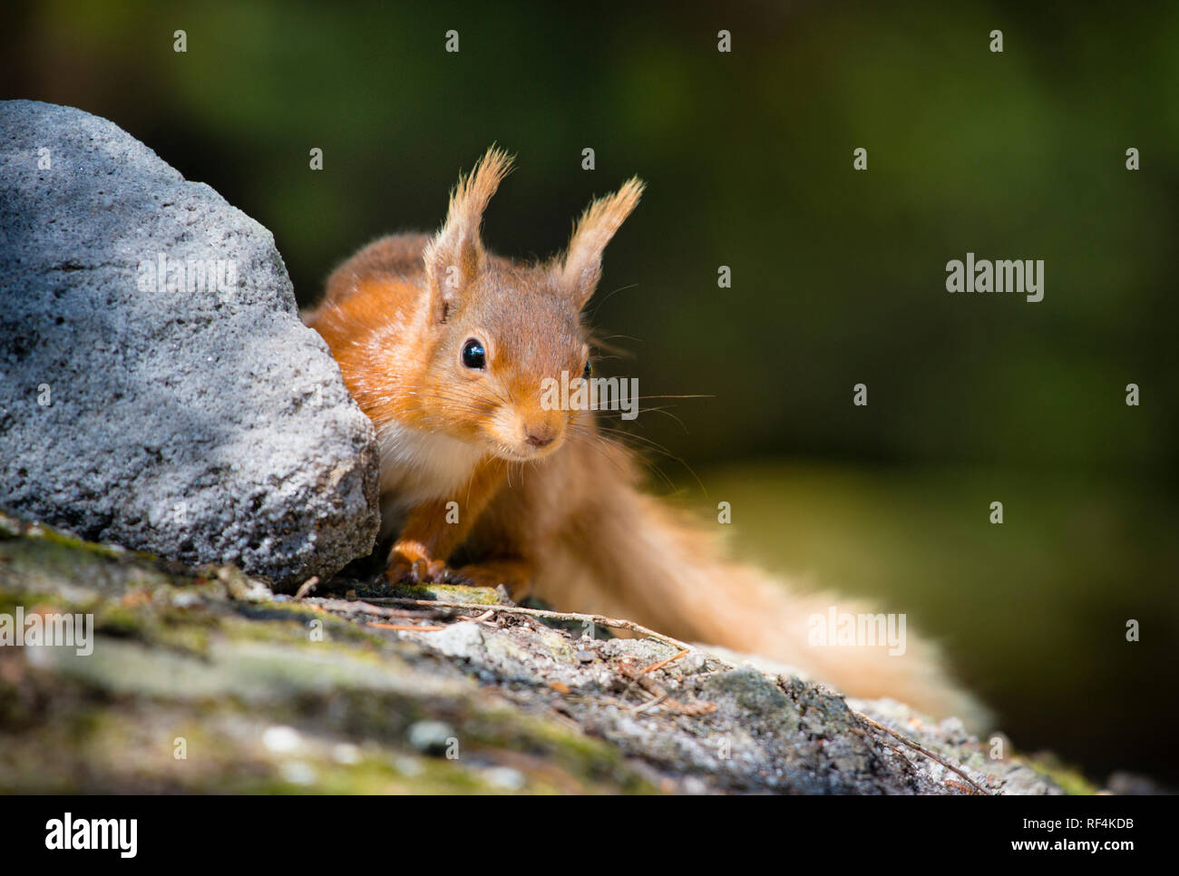 Eichhörnchen Blick hinter einem Felsen auf dem Waldboden, während auf der Suche nach Essen, buschigen Schwanz im Hintergrund Stockfoto