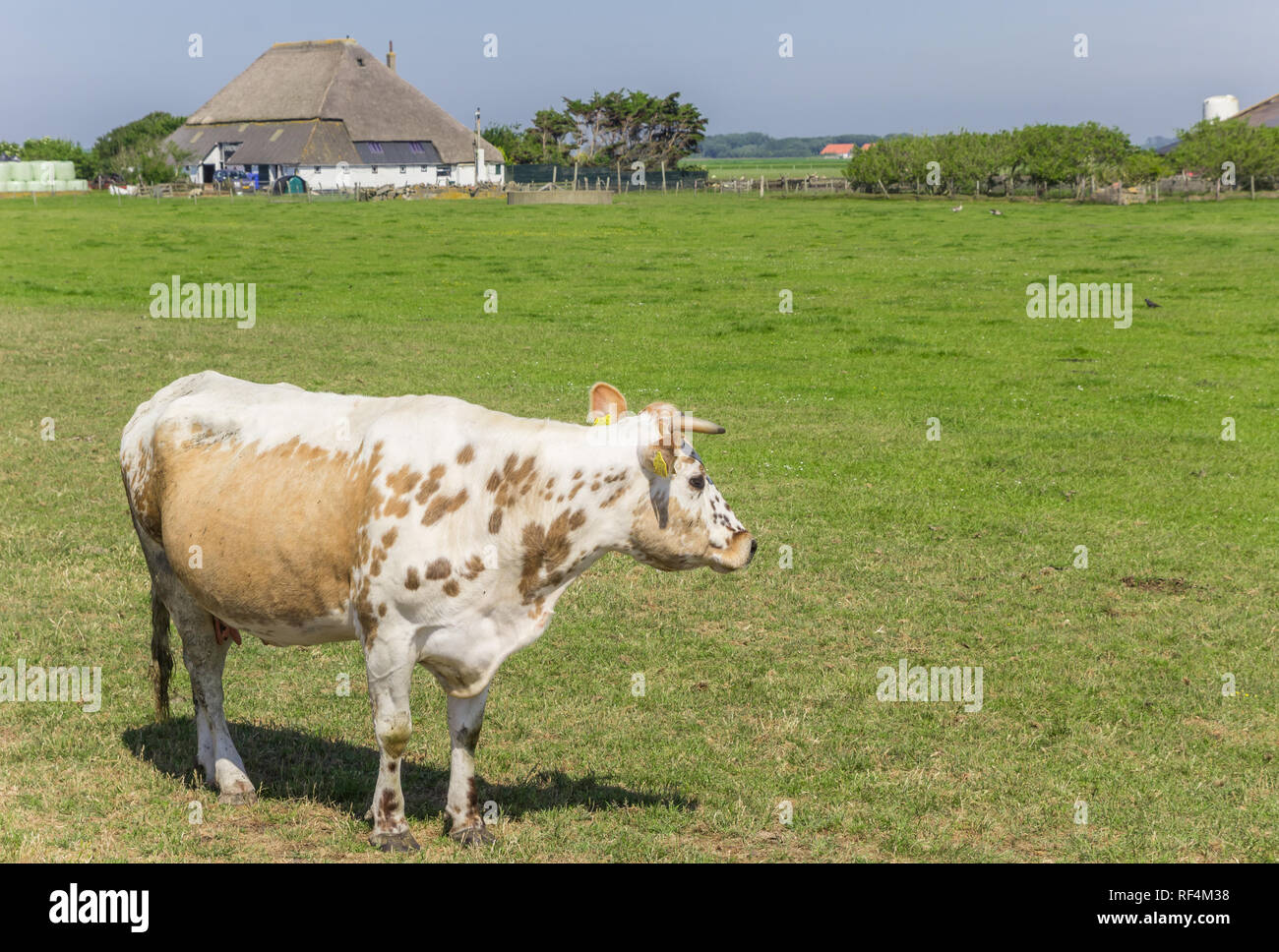 Kuh und einen Bauernhof auf der Insel Texel, Niederlande Stockfoto