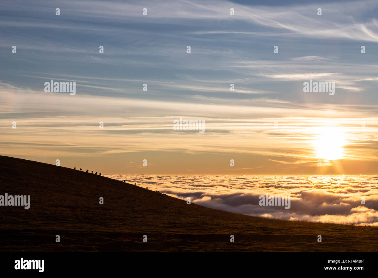 Pferde Silhouetten Auf Einem Berg ber Dem Hochnebel Bei Sonnenuntergang Mit Sch nen Warmen 