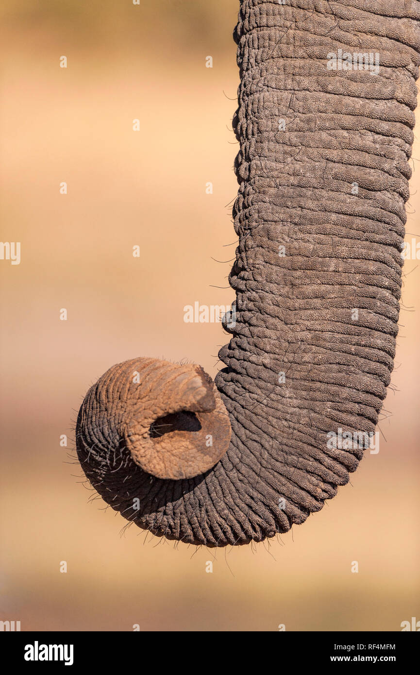 Eine Nahaufnahme eines Afrikanischen Elefanten Rüssel. Stockfoto