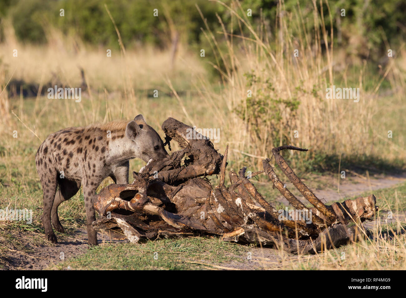 Beschmutzt, Crocuta crocuta hyene, Akte sowohl als Radikalfänger und Jäger in der Savanne Überschwemmungsgebiete des Linyanti Fluss im Norden Botswanas. Bei der Flut Stockfoto