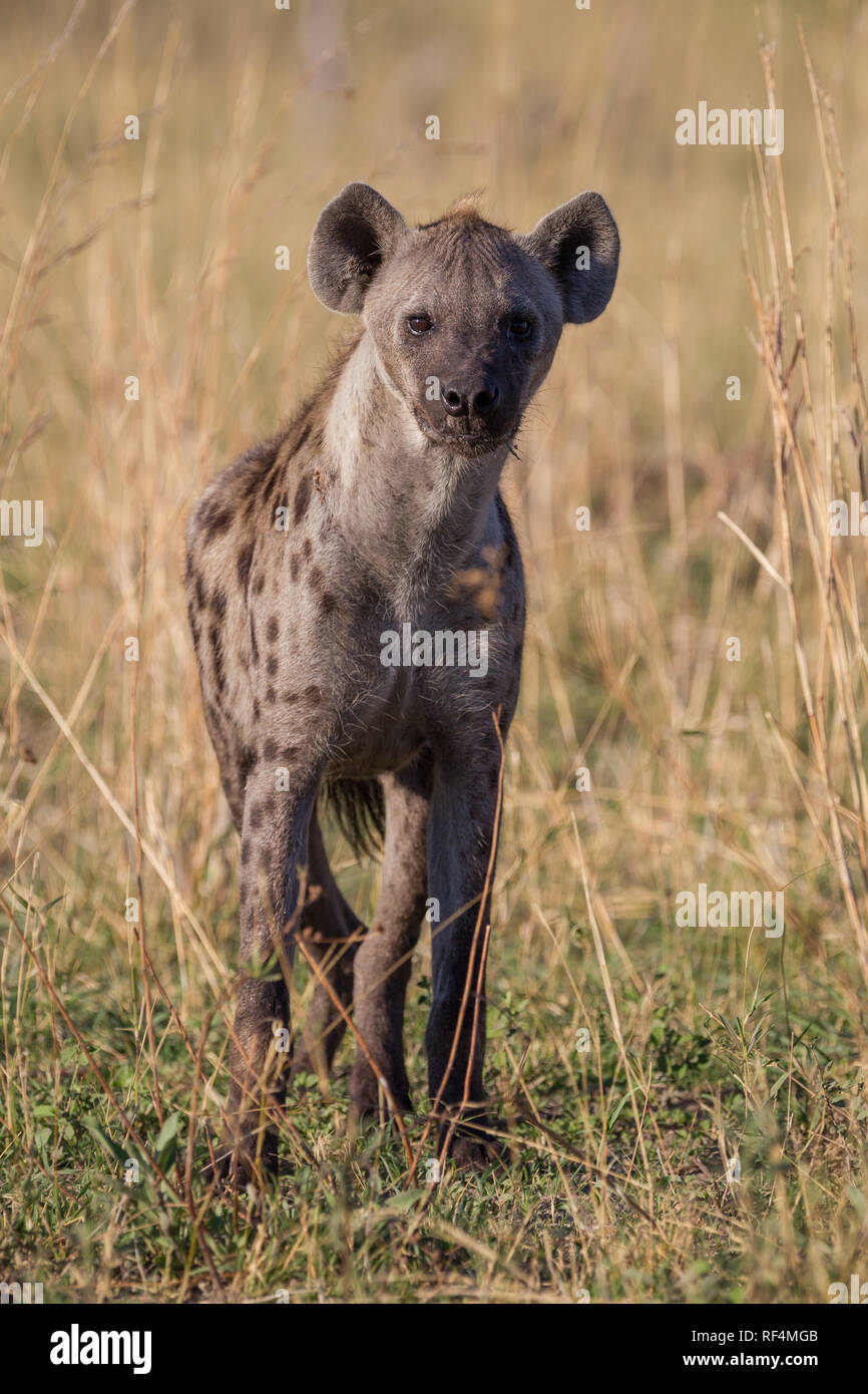 Beschmutzt, Crocuta crocuta hyene, Akte sowohl als Radikalfänger und Jäger in der Savanne Überschwemmungsgebiete des Linyanti Fluss im Norden Botswanas. Stockfoto