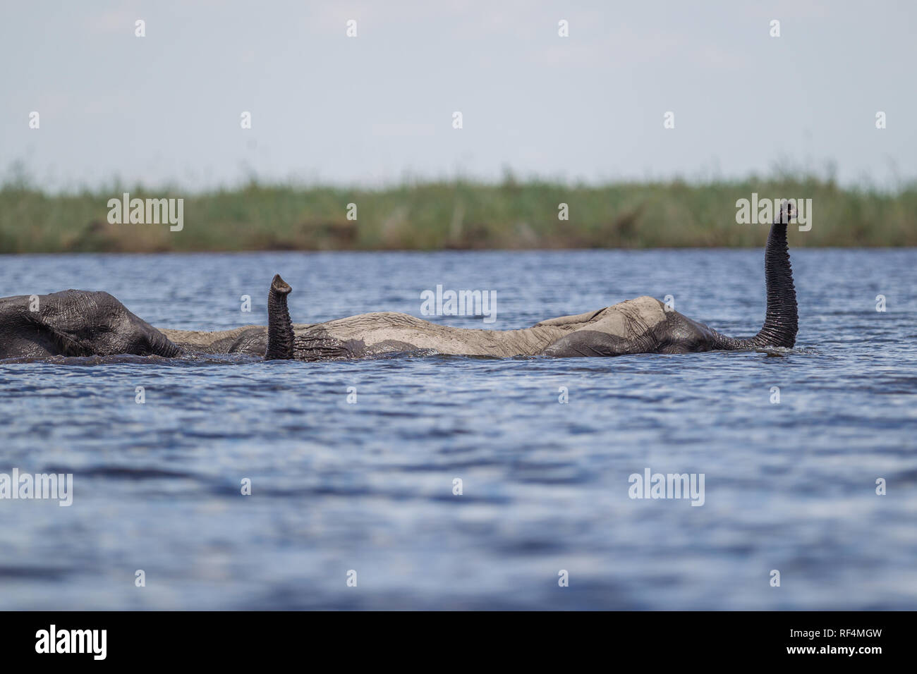 Afrikanischer Elefant, Loxodonta africana, in riesigen Herden während der trockenen Jahreszeit an der Linyanti Fluss, wo sie häufig über den Fluss schwimmen Stockfoto