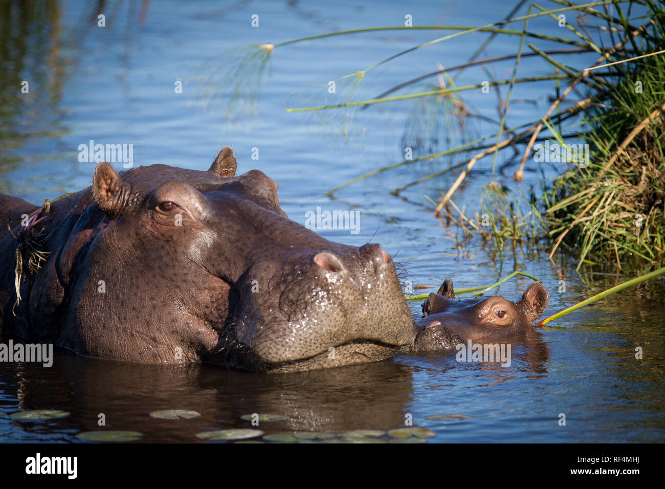 Baby Flusspferde, Hippopotamus amphibius, unter Wasser geboren, und Mütter sind sehr beschützend über Ihnen und Krankenschwester sie für bis zu einem Jahr. Stockfoto