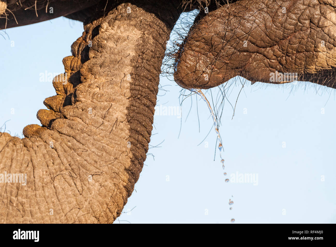 Eine Nahaufnahme eines Afrikanischen Elefanten Rüssel. Stockfoto