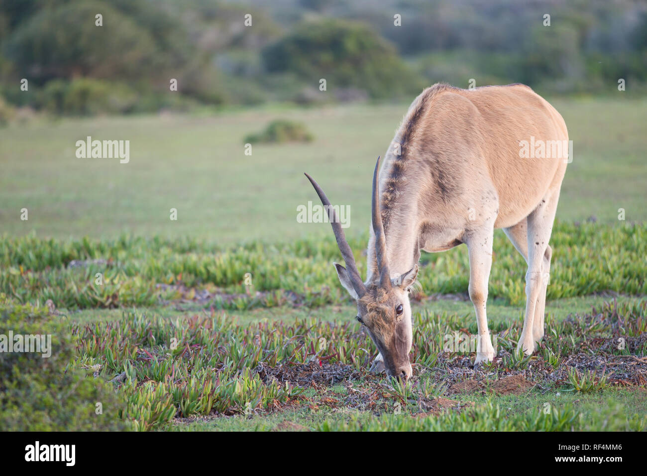 Gemeinsame eland, taurotragus Oryx, ist der zweitgrösste Antilope in der Welt hinter dem riesigen ELAND. Stockfoto