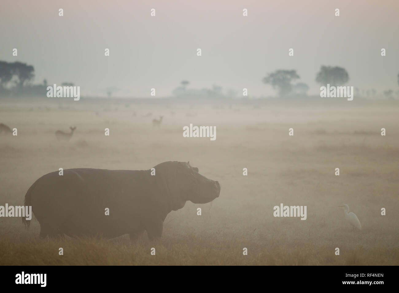 Die überschwemmten Grasland von busanga Sümpfe im Norden von Kafue National Park, Sambia, gehören zu den am weitesten entfernten und schöne Landschaften des Parks Stockfoto