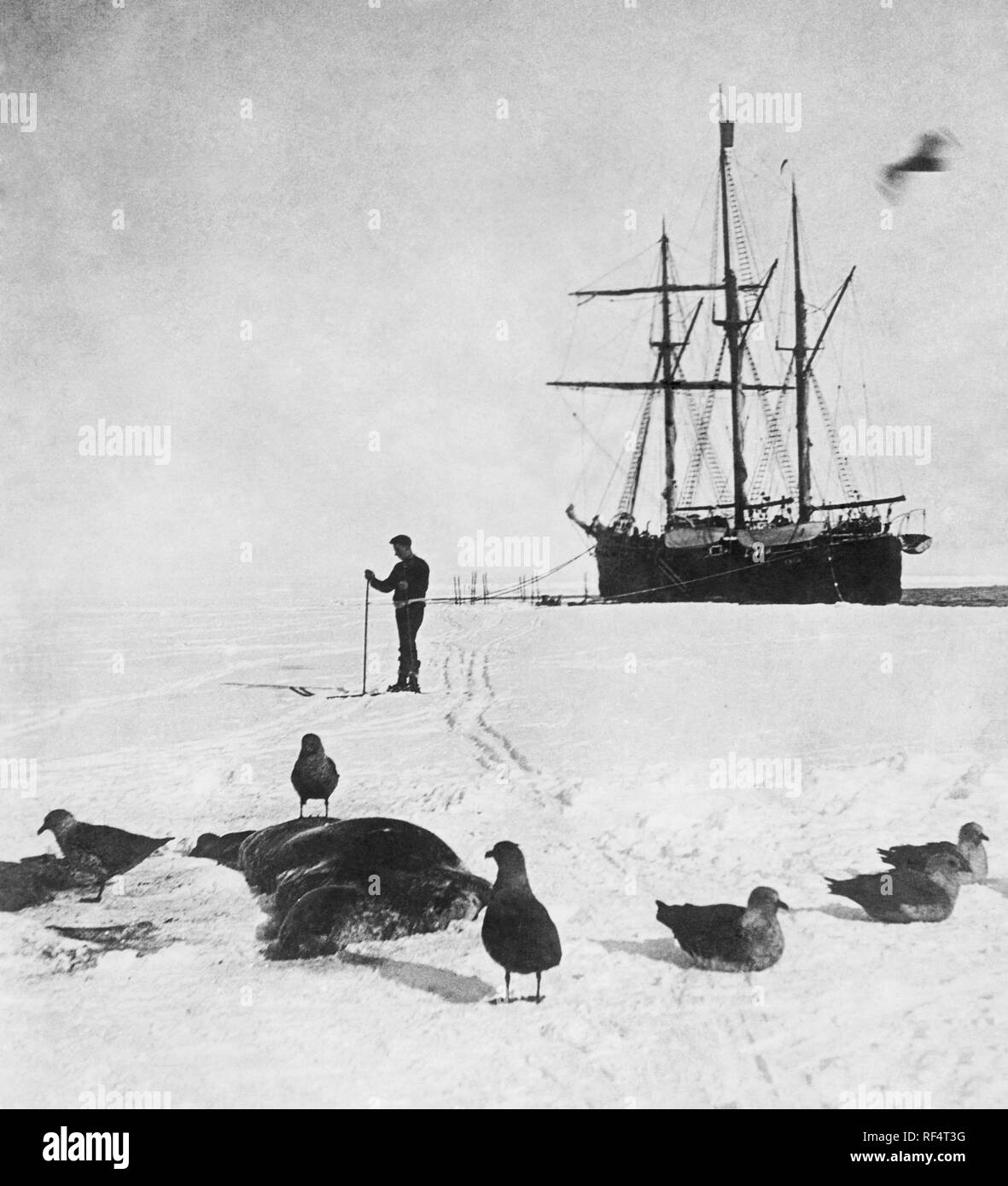 Roald Amundsen Gravning Engelbregt, Südpol, 1911 Stockfoto