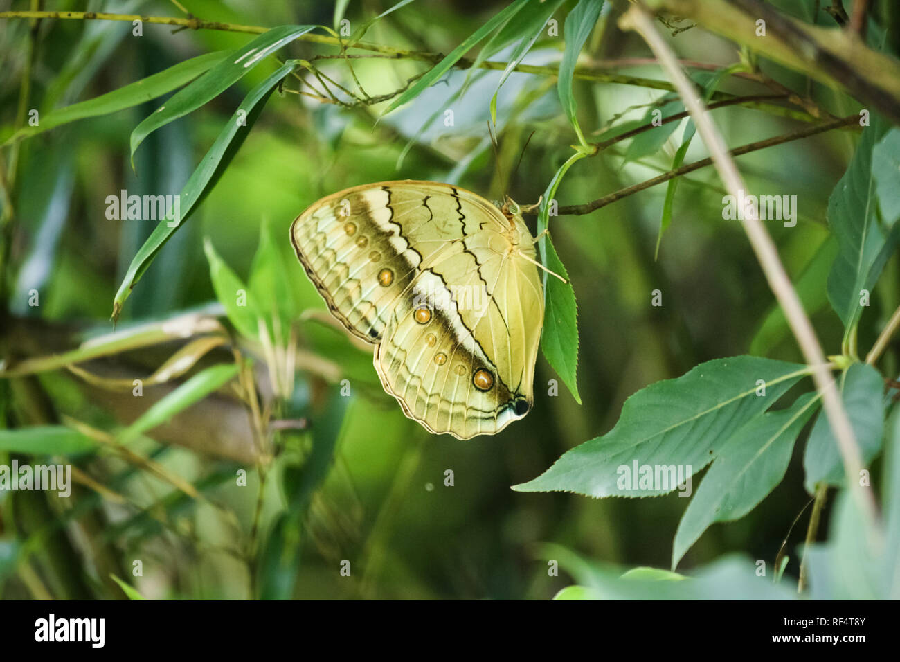 Wild Dragon Fly in der Natur Stockfoto